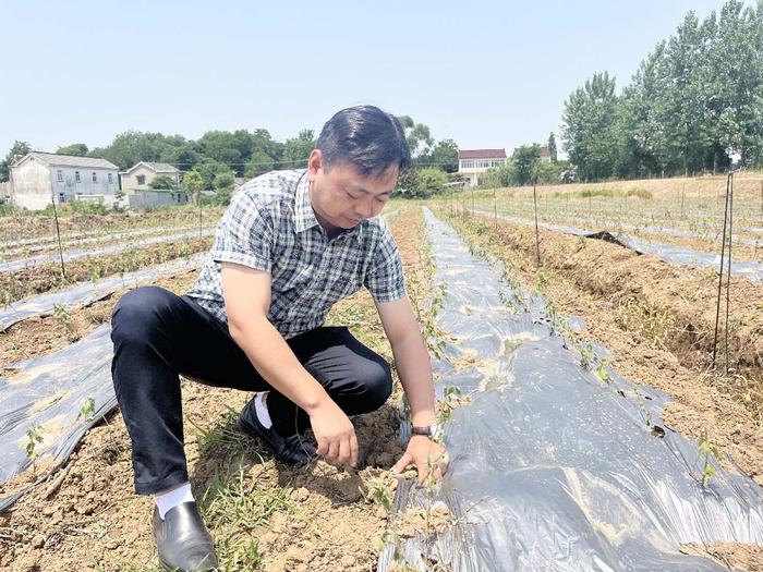 退伍军人大胆尝试一株中草药种出富民“千金方”