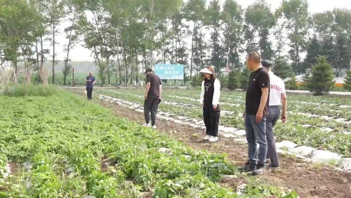 齐齐哈尔克东县：抓好田间管理 确保粮食丰产增收