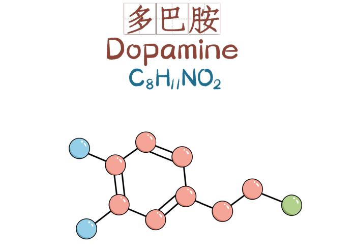 爱在七夕 | 大脑是如何让我们爱上一个人的？