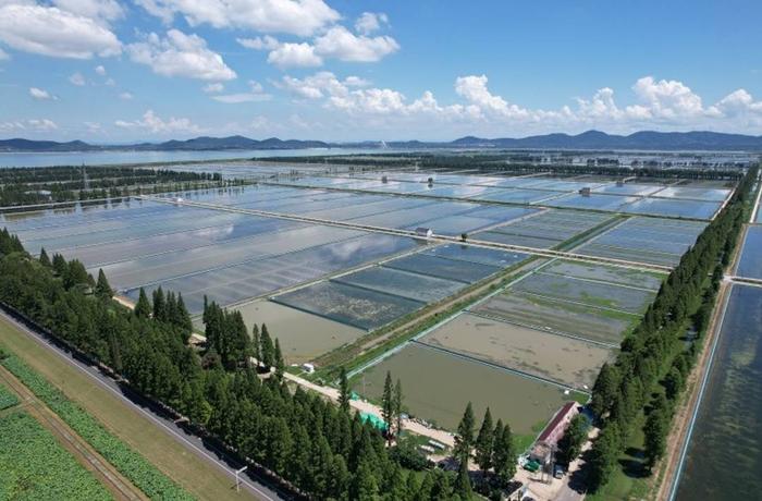 新经济观察丨立秋大闸蟹活蟹开售，固城湖“六月黄”爬上消费者餐桌