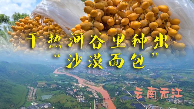 云南元江：干热河谷里种出“沙漠面包”