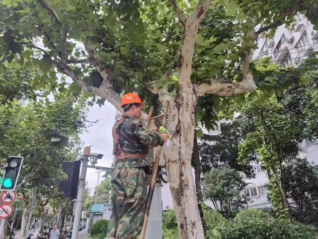 高温之下，植物如何安全度“夏”？静安绿化人有这些养护心得