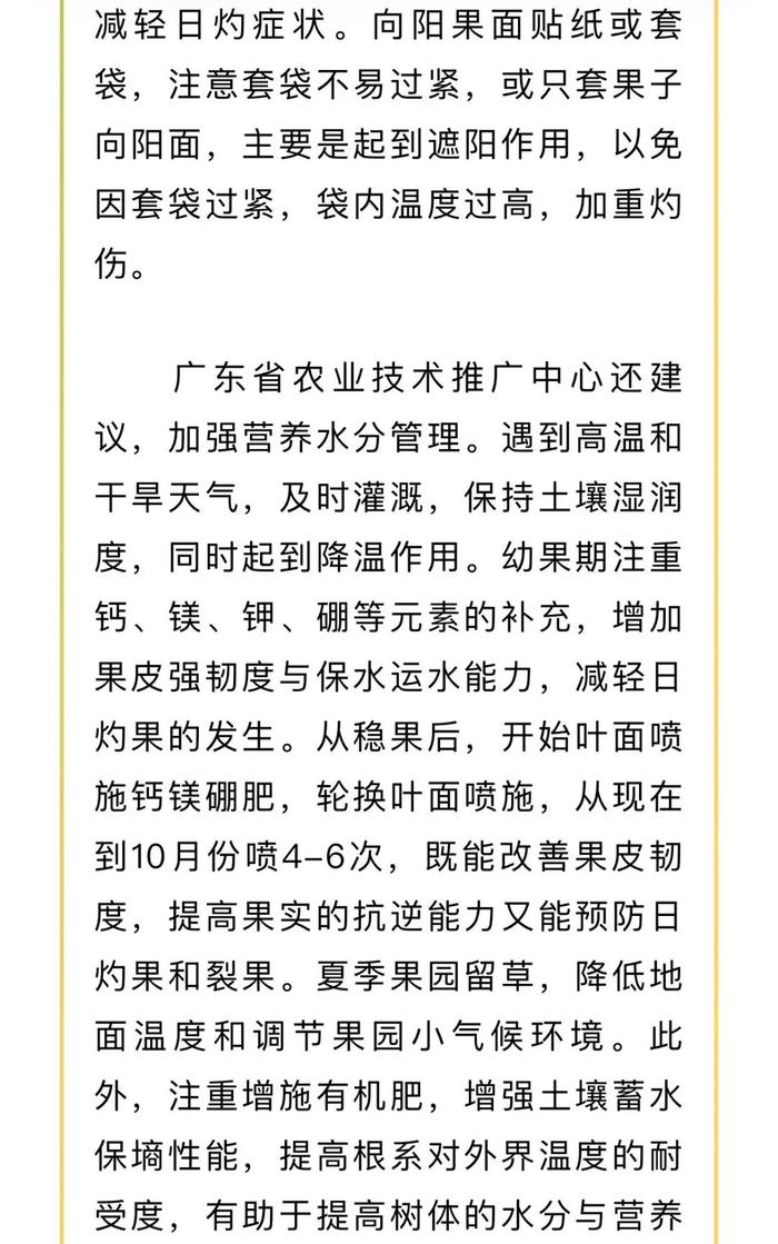 我市炎热天气持续，柑橘日灼如何防范？@梅州果农，指南在这→