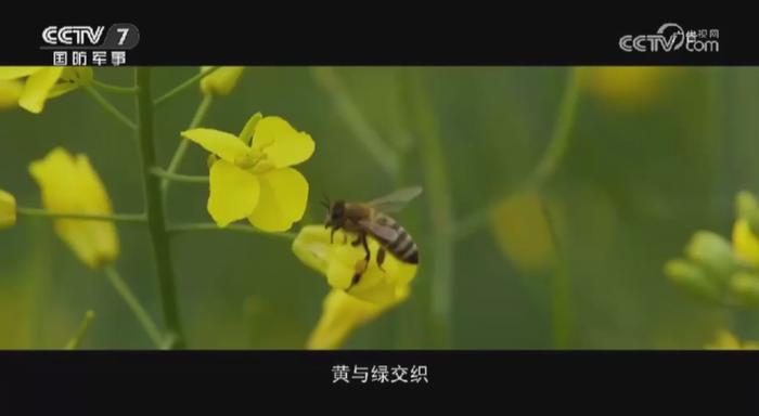 CCTV公益展播｜七彩互助 拔节生长