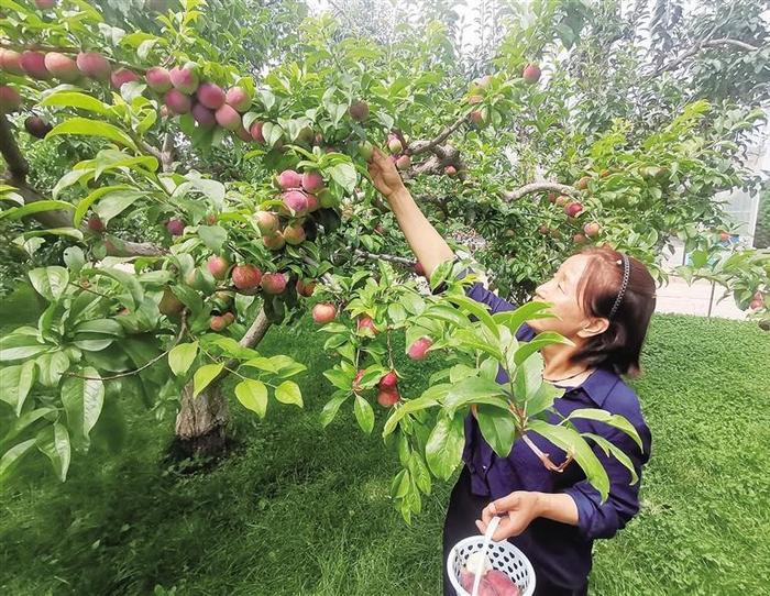 红古现代农业科技示范园让农民吃上了“技术饭”