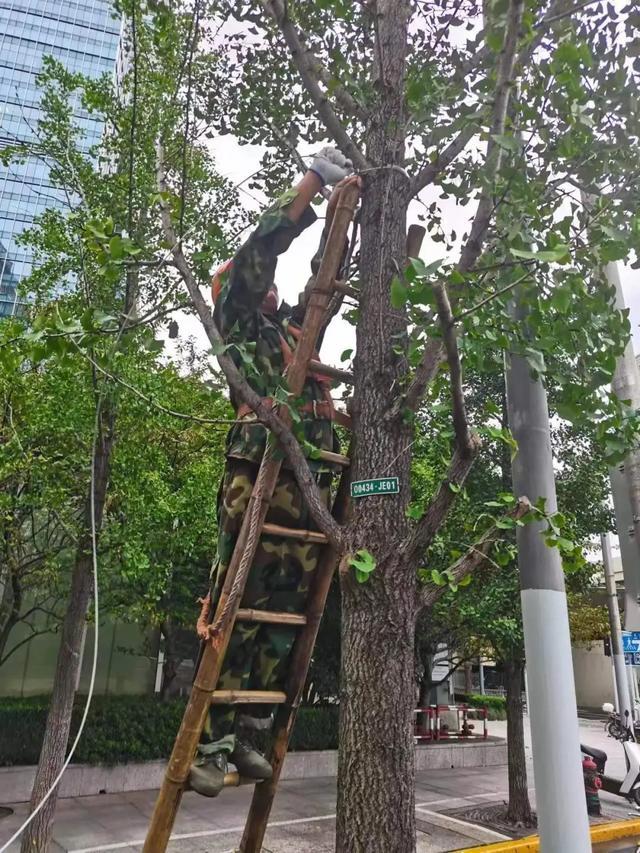 高温之下，植物如何安全度“夏”？静安绿化人有这些养护心得