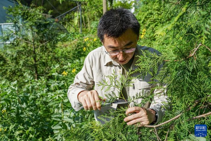 新华全媒+丨“植物大熊猫”崖柏的守护者