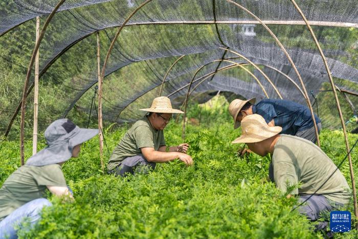 新华全媒+丨“植物大熊猫”崖柏的守护者