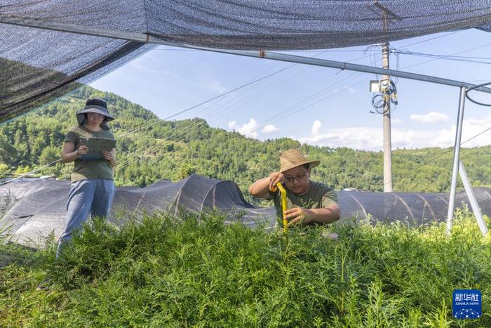 新华全媒+丨“植物大熊猫”崖柏的守护者