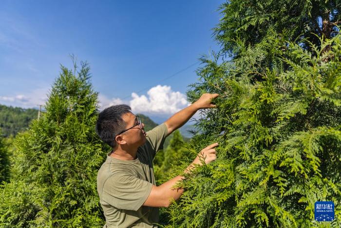 新华全媒+丨“植物大熊猫”崖柏的守护者