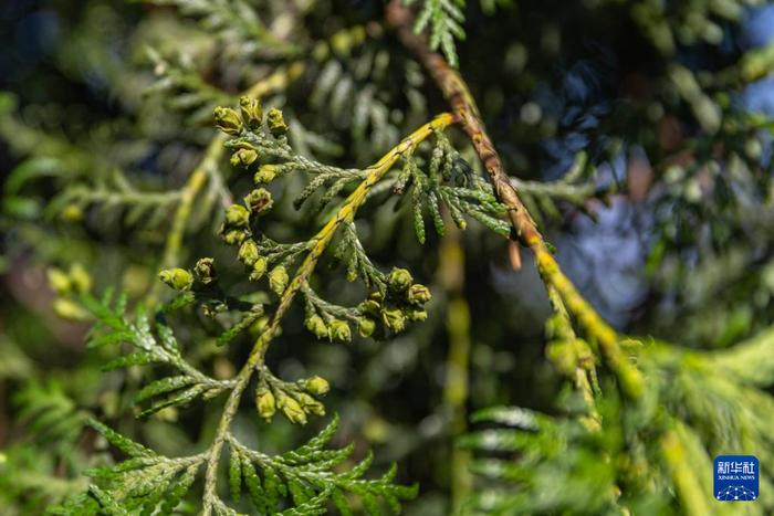 新华全媒+丨“植物大熊猫”崖柏的守护者