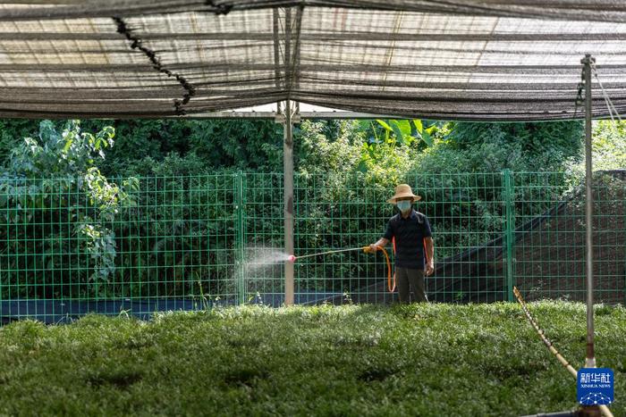 新华全媒+丨“植物大熊猫”崖柏的守护者