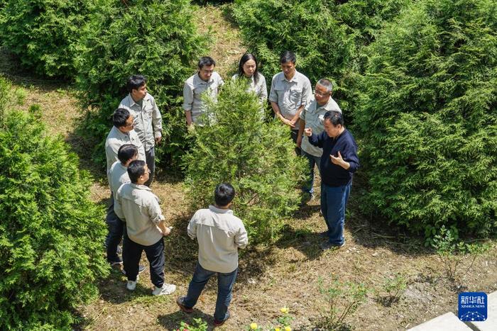 新华全媒+丨“植物大熊猫”崖柏的守护者