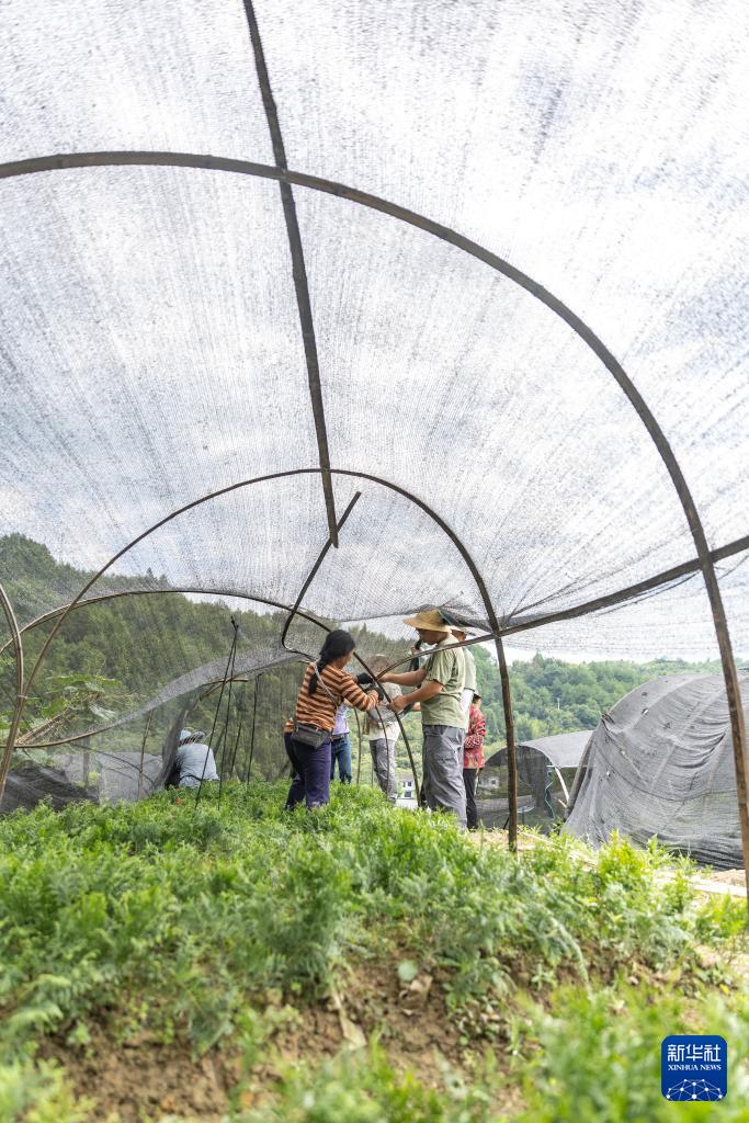 新华全媒+丨“植物大熊猫”崖柏的守护者