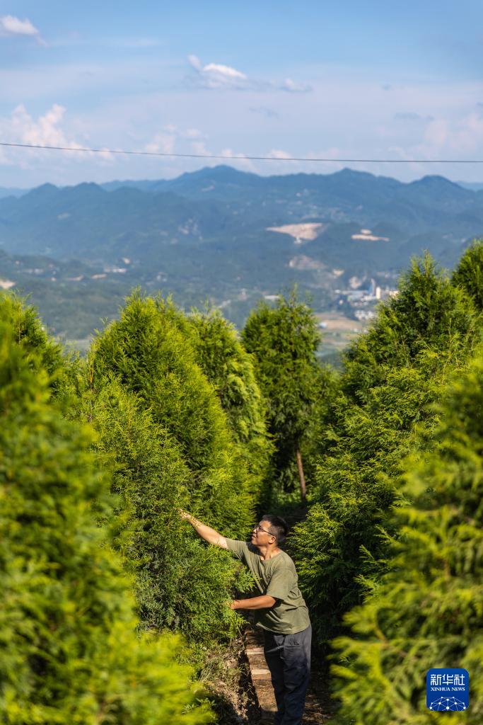 新华全媒+丨“植物大熊猫”崖柏的守护者