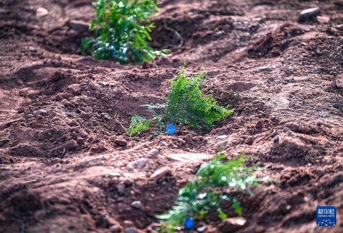 新华全媒+丨“植物大熊猫”崖柏的守护者