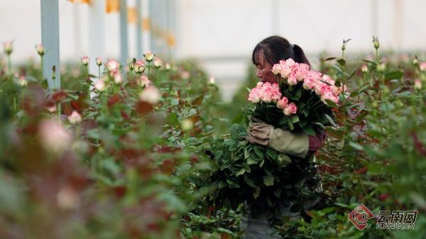 【云视角】七夕催热鲜花市场 云南“鲜花经济”何以怒放？