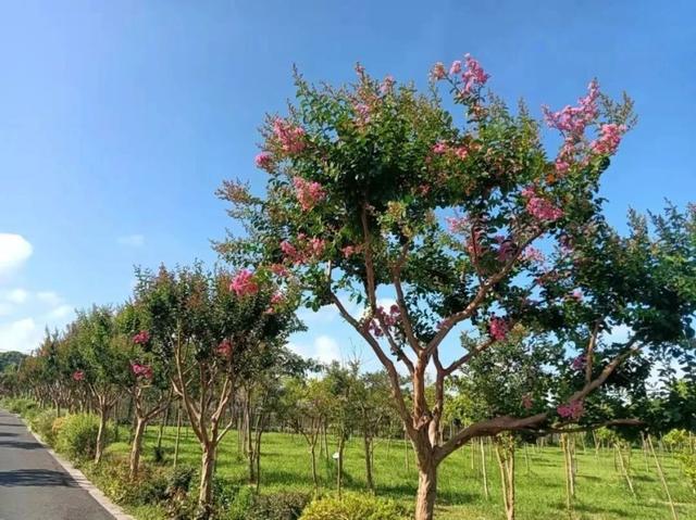 满眼都是TA！浦东的紫薇花开啦