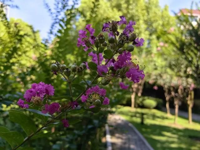 满眼都是TA！浦东的紫薇花开啦