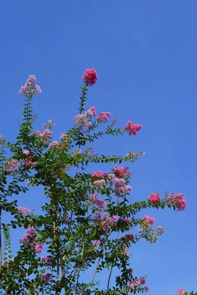 满眼都是TA！浦东的紫薇花开啦