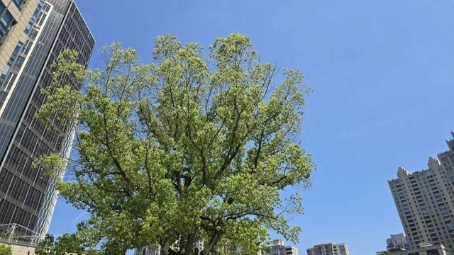 局部大到暴雨！下周天气“大转折”