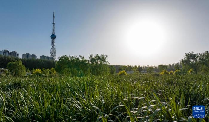 宁夏吴忠：打造人工湿地 守护母亲河