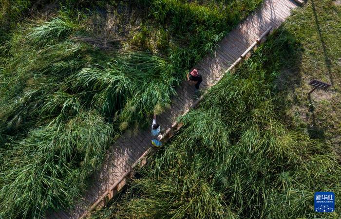 宁夏吴忠：打造人工湿地 守护母亲河