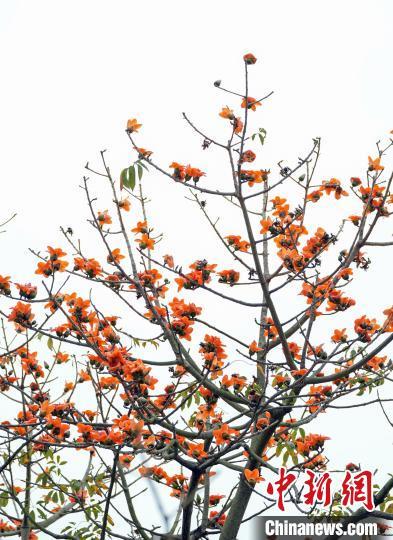 广西南宁：木棉花开 鸟儿“闹春”