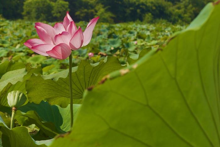 从“火焰山”到“花果山” 汀江国家湿地公园生动展示水土流失治理“长汀经验”