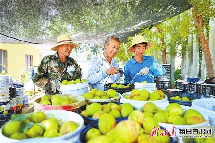 【图片新闻】金塔县金苗农业有限责任公司梨子种植基地香酥梨陆续成熟