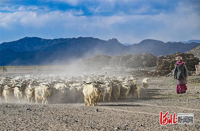 西藏印冀｜日土山羊绒产业：“纤维宝石”托起农牧民新生活