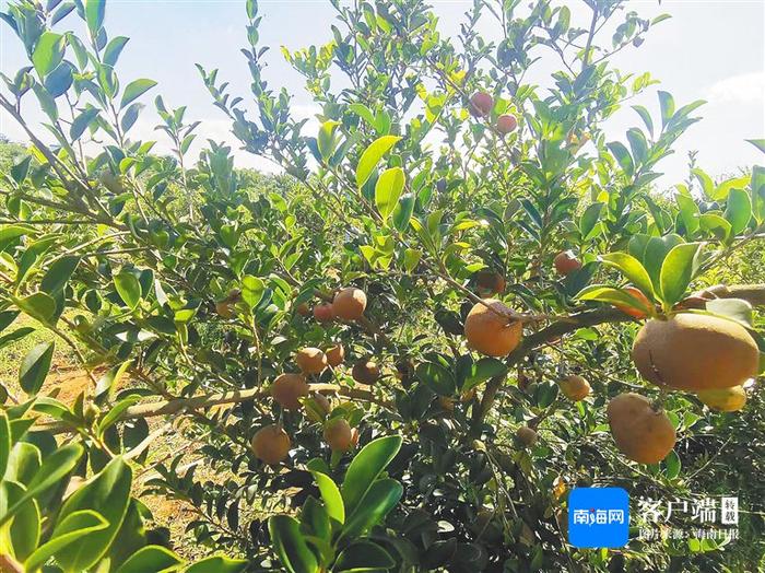 海南大学教授赖杭桂：油茶科研“闯三关”