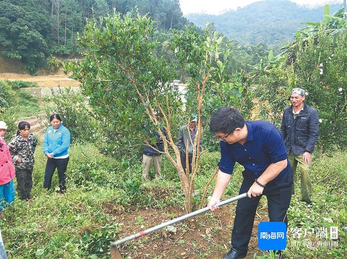 海南大学教授赖杭桂：油茶科研“闯三关”