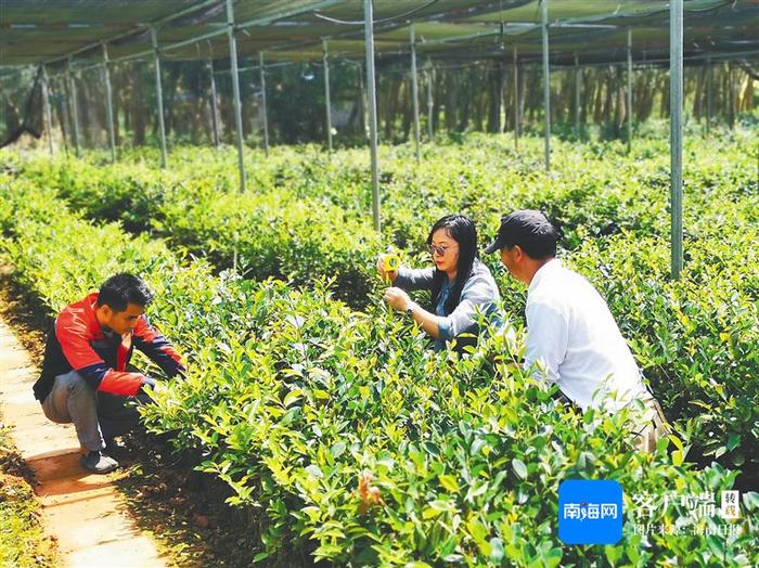 海南大学教授赖杭桂：油茶科研“闯三关”