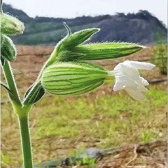 【聚焦】2506件植物标本，“住进”自然博物馆！