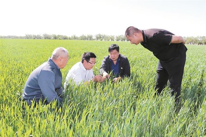 谋新重质 稳中加快 势头良好 ——上半年兵团农业经济观察