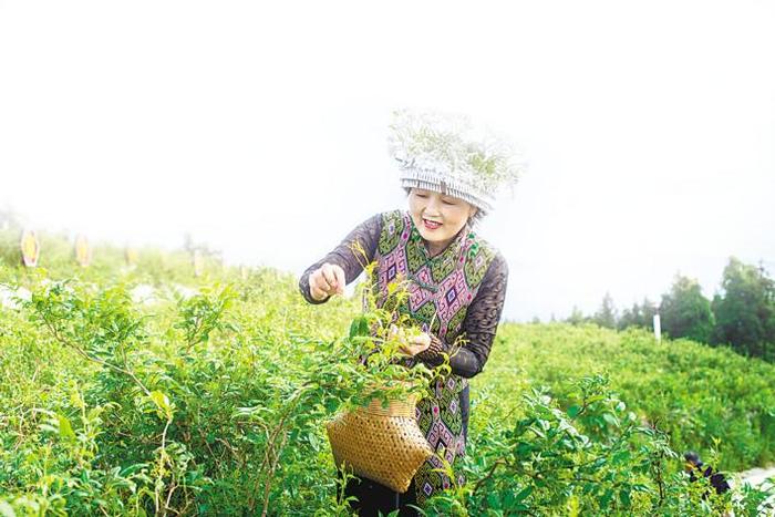 观念一转富路开 恩施“两山”实践的四个样本