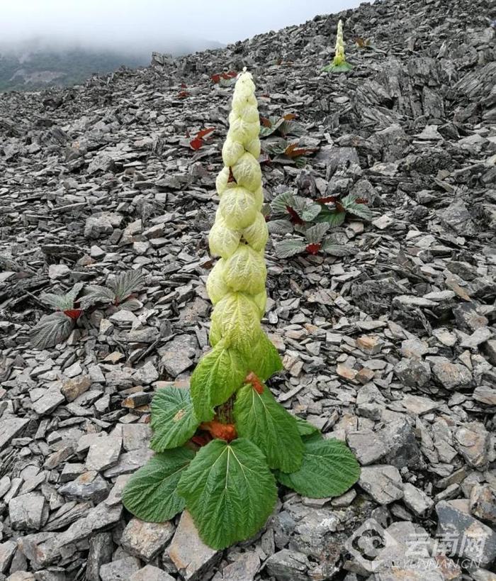 【美好生活在云南】云南的花花世界：比人还高的“白菜”你见过吗？