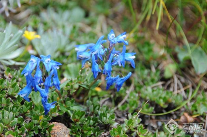 【美好生活在云南】云南的花花世界：比人还高的“白菜”你见过吗？