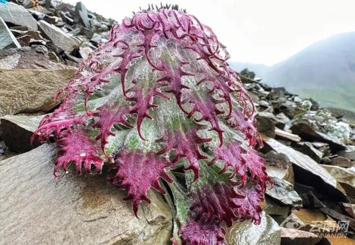 【美好生活在云南】云南的花花世界：比人还高的“白菜”你见过吗？