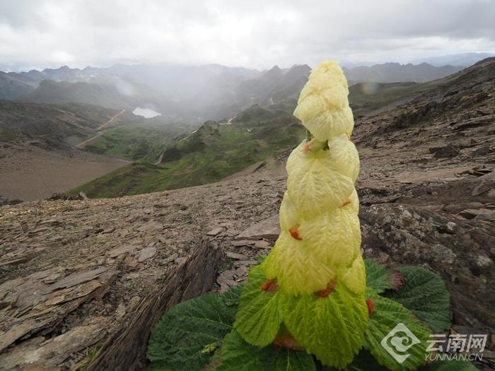 【美好生活在云南】云南的花花世界：比人还高的“白菜”你见过吗？