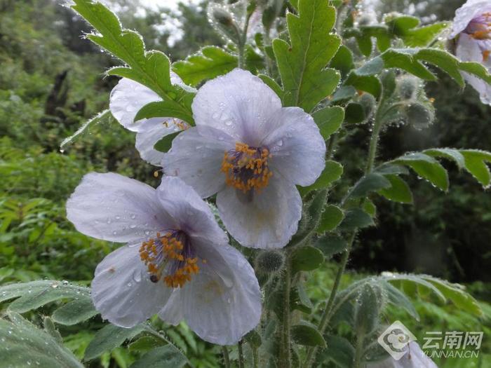 【美好生活在云南】云南的花花世界：比人还高的“白菜”你见过吗？