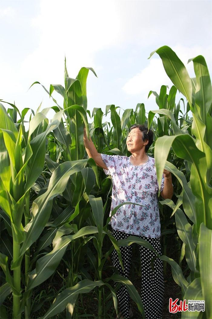 记者走基层丨七旬老太轻松“耕种”6亩地的背后