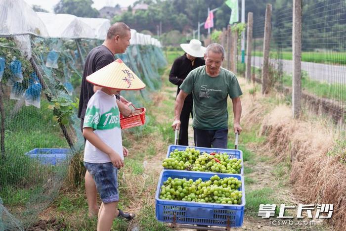 “阳光玫瑰”缀满藤，“花果经济”富农家