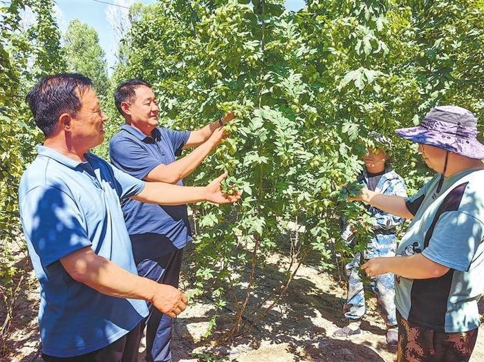 啤酒花绽放在产业链——甘肃农垦四十余年打造全国最大啤酒花种植基地