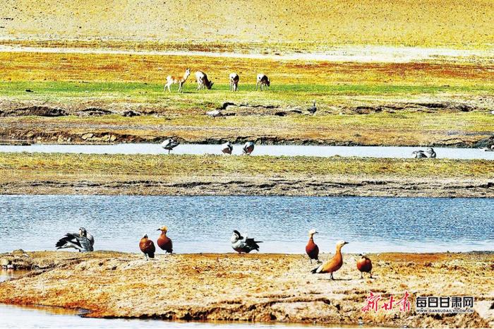 【图片新闻】肃北县盐池湾湿地斑头雁、赤麻鸭和藏原羚同框 呈现美好生态画卷