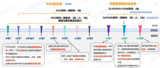 华熙生物揭秘：胶原蛋白如何更有效地被皮肤吸收与利用