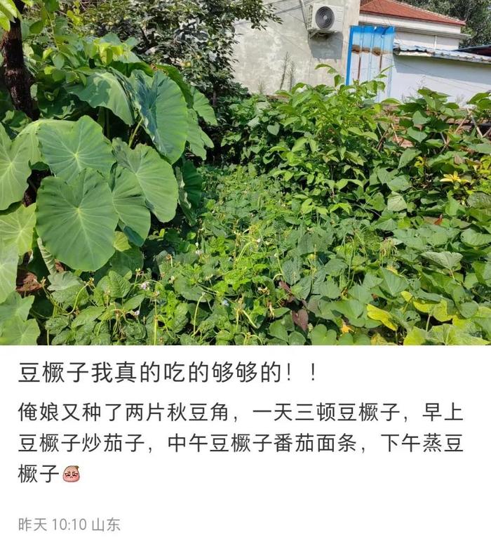 被“豆橛子”硬控的季节，网友：吃不完，根本吃不完……