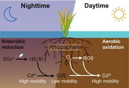 【技术交流】 浙江大学土壤团队ES&T：水稻根泌氧促进土壤镉释放