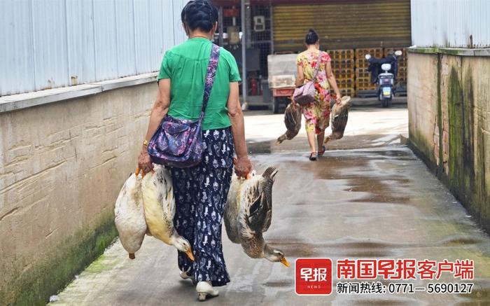 今天你买鸭了吗？中元节鸭子价格出现小幅上涨